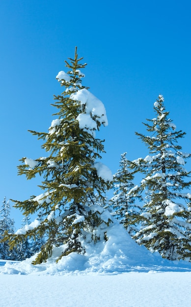 Winter mountain fir forest snowy landscape (top of Papageno bahn - Filzmoos, Austria)