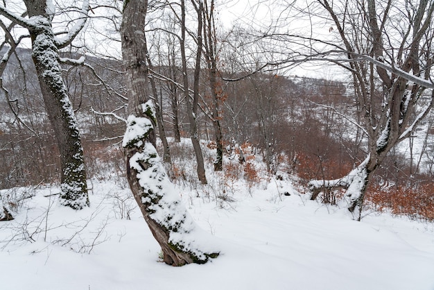 Winter mountain forest,  snow covered bare trees