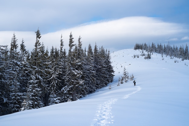 Winter mountain hike. A tourist walks along a snowy trail. Landscape with spruce forest