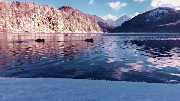 Winter mountain lake evening view Alpsee Germany