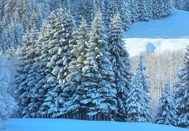 Winter mountain landscape with snowy fir forest on slope (Austria, Bavaria).