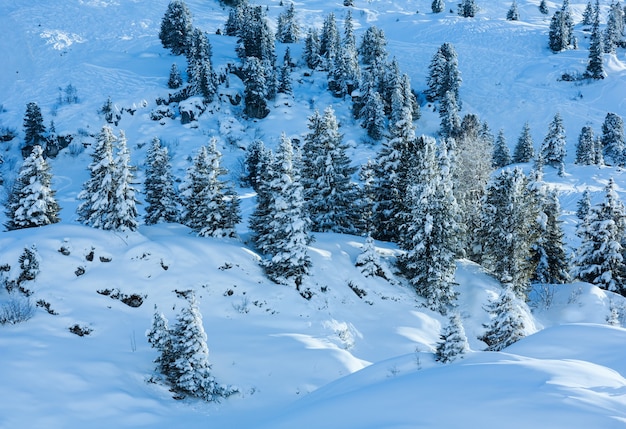 Winter mountain with snowy fir trees on slope.