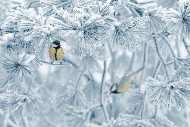 Winter natural fabulous image Little tits in a snowy forest