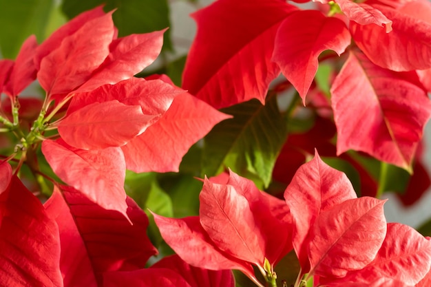 Winter natural floral background Defocused red poinsettia flowers Abstract bokeh