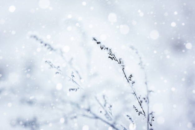 Winter nature background.Winter landscape.