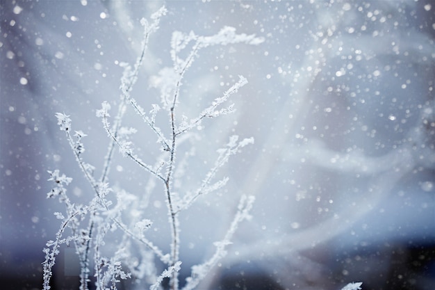 Winter nature background