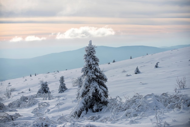 Winter nature for design winter landscape with trees covered with snow hoarfrost