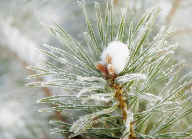 Winter nature . Frozen flower