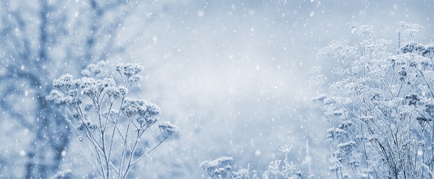 Winter New Year and Christmas background with frost-covered plants during snowfall