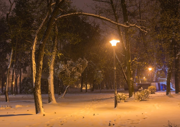 Winter night landscape bench under trees and shining street lights falling snowflakes