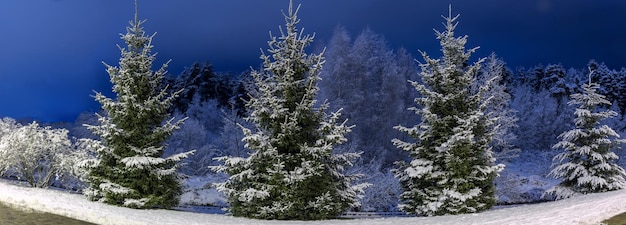 Winter night panoramic landscape Christmas trees covered with snow Fairytale snow and festive mood Panorama