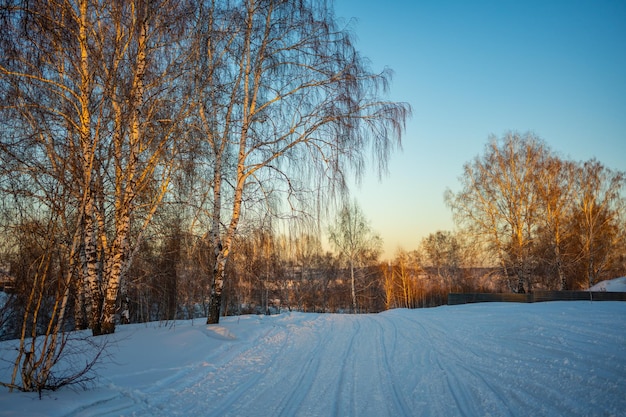 Winter orange sunset in forest near kemerovo siberia russia