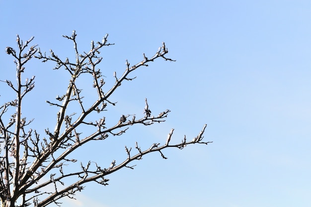 Winter outdoor photo, tree branches without leaves covered with snow, clear blue sky in background