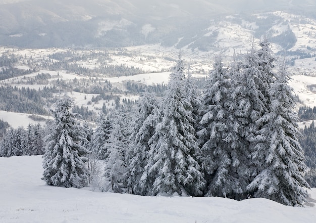 Winter overcast day mountain landscape with snow covered spruce trees