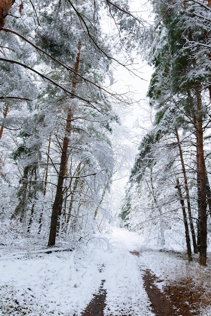 Winter panorama of the forest strewn with snow. pine branches under the snow. the background is winter