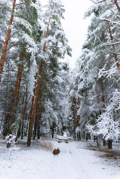 Winter panorama of the forest strewn with snow. pine branches under the snow. the background is winter