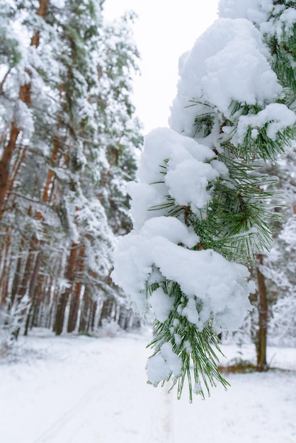 Winter panorama of the forest strewn with snow. pine branches under the snow. the background is winter