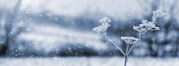 Winter panorama with frostcovered plants during snowfall