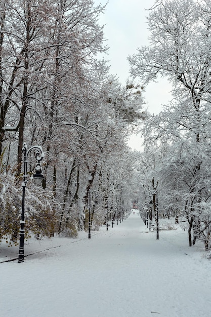 Winter park in Lviv city Ukraine