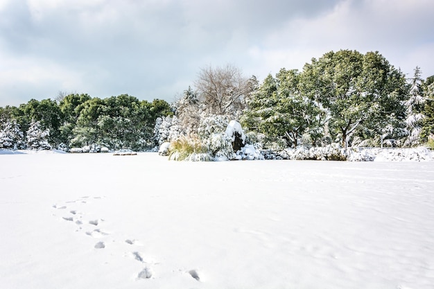 Winter park snow scene