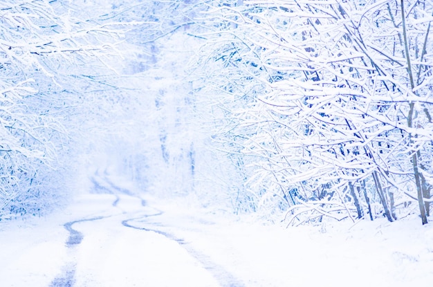 Winter park in snow Winter landscape with snow covered trees Winter landscape with copy space