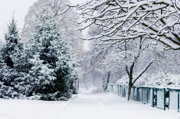 Winter park during snowfall with snowcovered tree branches and fir trees