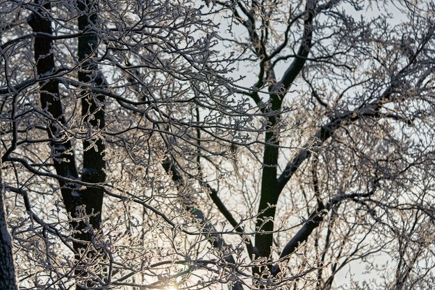 Winter park with trees covered with frost and snow