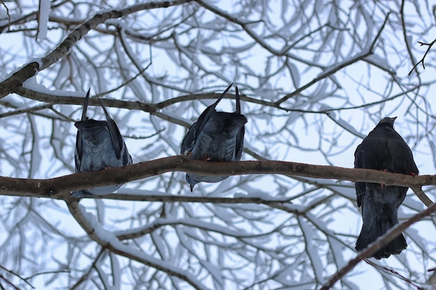 Winter pigeon sitting on a tree