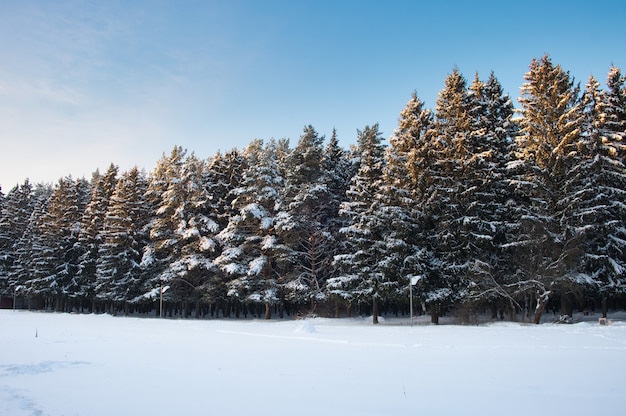 Winter pine forest covered Winter season forest landscape with deep blue sky at evening sunlight