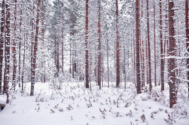 winter in a pine forest landscape, trees covered with snow, January in a dense forest seasonal view