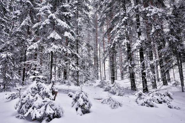 winter in a pine forest landscape, trees covered with snow, January in a dense forest seasonal view