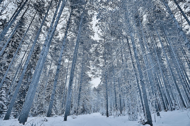 Photo winter in a pine forest landscape, trees covered with snow, january in a dense forest seasonal view