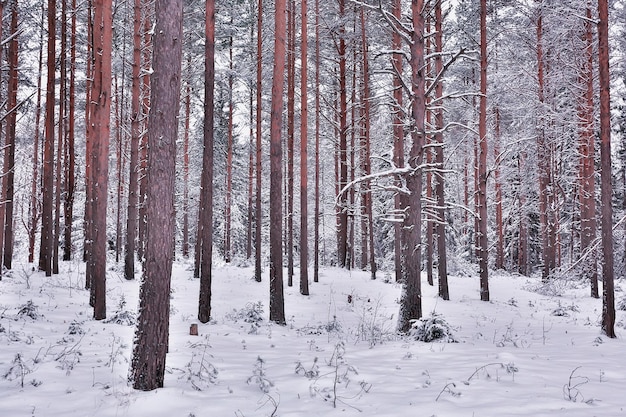 winter in a pine forest landscape, trees covered with snow, January in a dense forest seasonal view