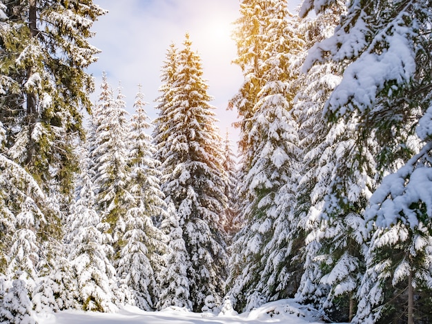 Winter pine forest