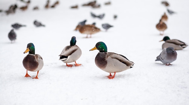 Winter portrait of a duck in a winter public park sitting in the snow