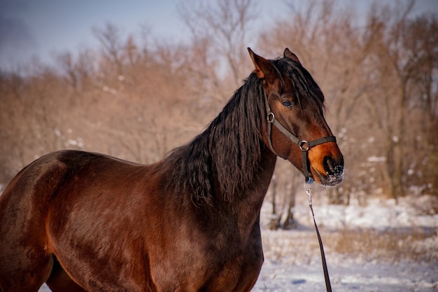 Winter portrait of a trotter