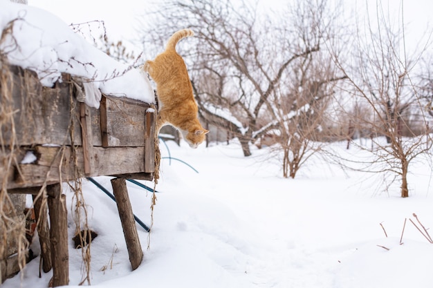 Winter. Red cat jumping in the snow