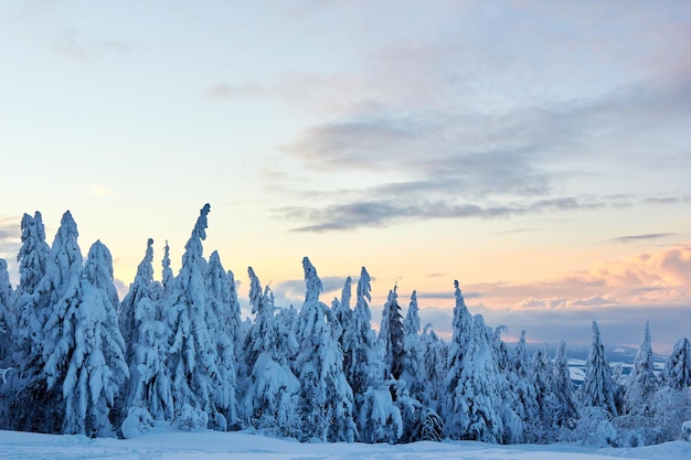 Winter rime and snow covered fir trees branches on mountainside on blue sky background on sunrise Pine trees after heavy snowfall in the mountains on sunset Backcountry ski resort frosty landscape