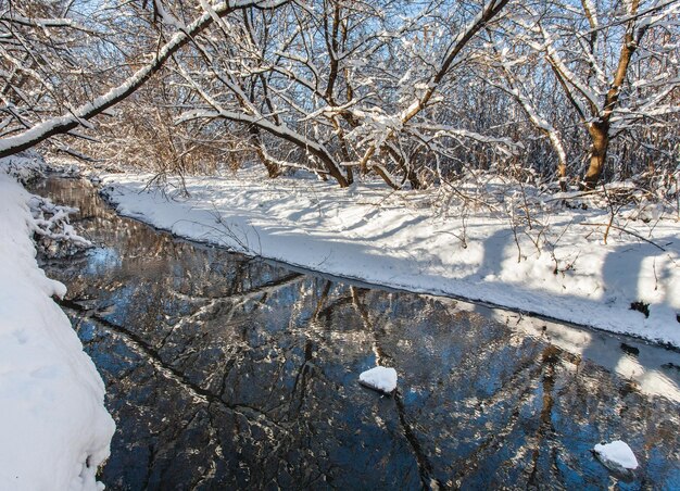 Winter river and trees in season