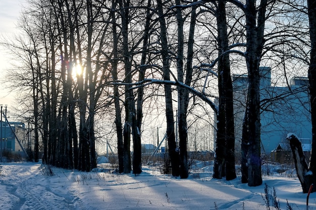 Winter road field alley