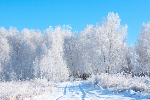 Winter road leaving in a snowy winter birch forest against a blue sky.