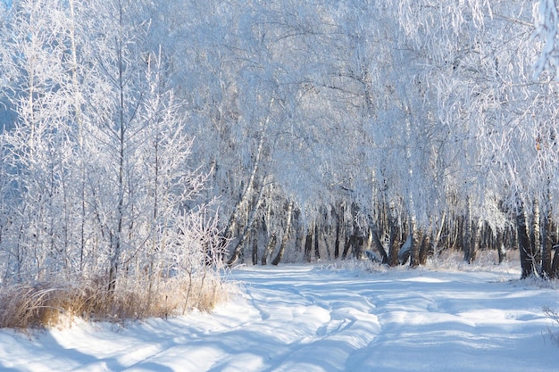 Winter road leaving in a snowy winter birch forest against a blue sky.