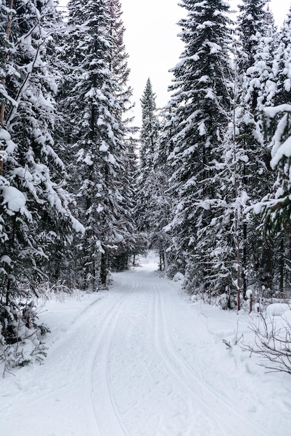 Winter road in a snowy forest, tall trees along the road. Beautiful bright winter landscape.