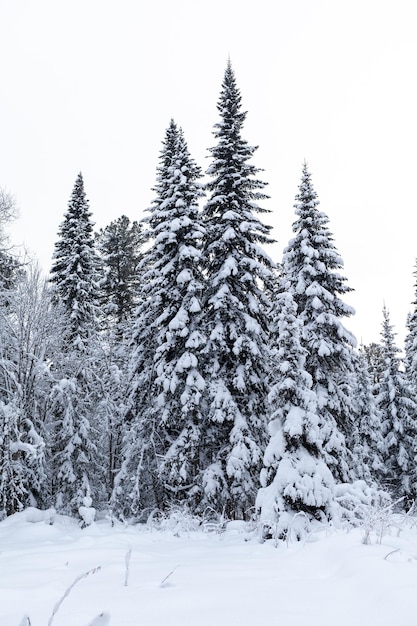 Winter road in a snowy forest, tall trees along the road. Beautiful bright winter landscape.