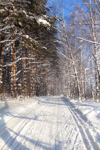 Winter road in a snowy forest, tall trees along the road. There is a lot of snow on the trees.