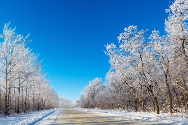 Winter road through a snowy forest