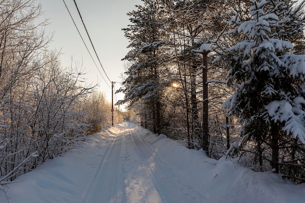 Winter road and trees in the snow on a sunny frosty day.