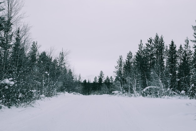 Winter road and trees with snow and alps landscape