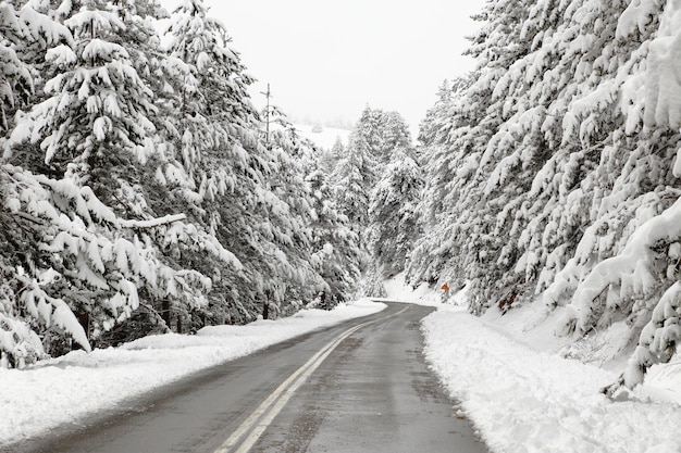 Winter road with snowy trees on sides of it