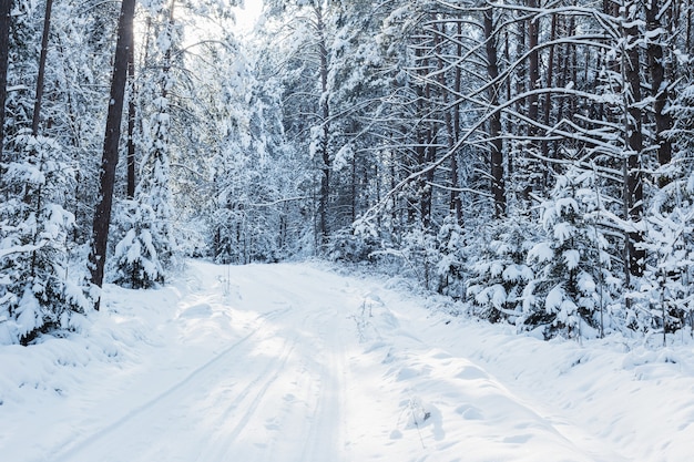 Winter road in wood with snow and sunlight